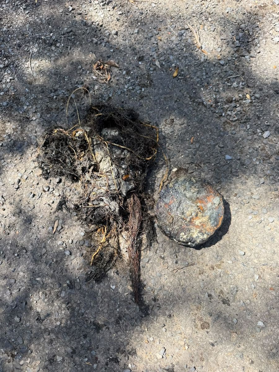 Mass of roots removed from a drain